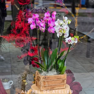 Aranjament Ladita Orhidee
